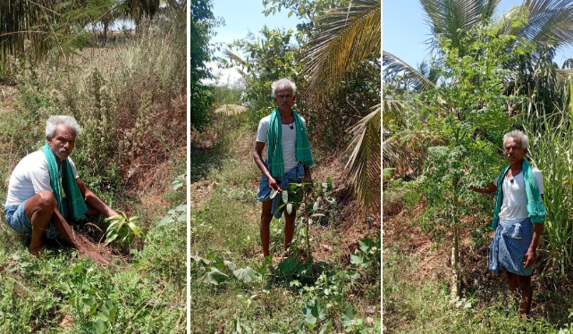 Bund Plantation India.PNG
